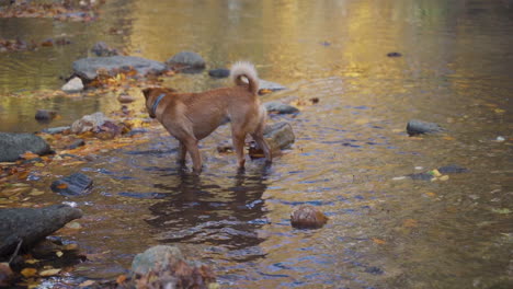 perros en cámara lenta jugando y chapoteando en un arroyo en otoño