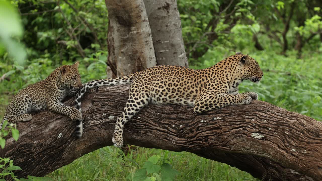 Wide shot of a female leopard lying on a fallen tree while her cute cub is playing with her tail, Mashatu Game Reserve.
