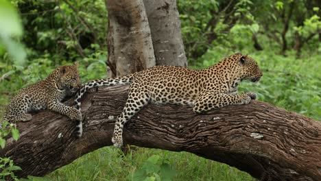 wide shot of a female leopard lying on a fallen tree while her cute cub is playing with her tail, mashatu game reserve.
