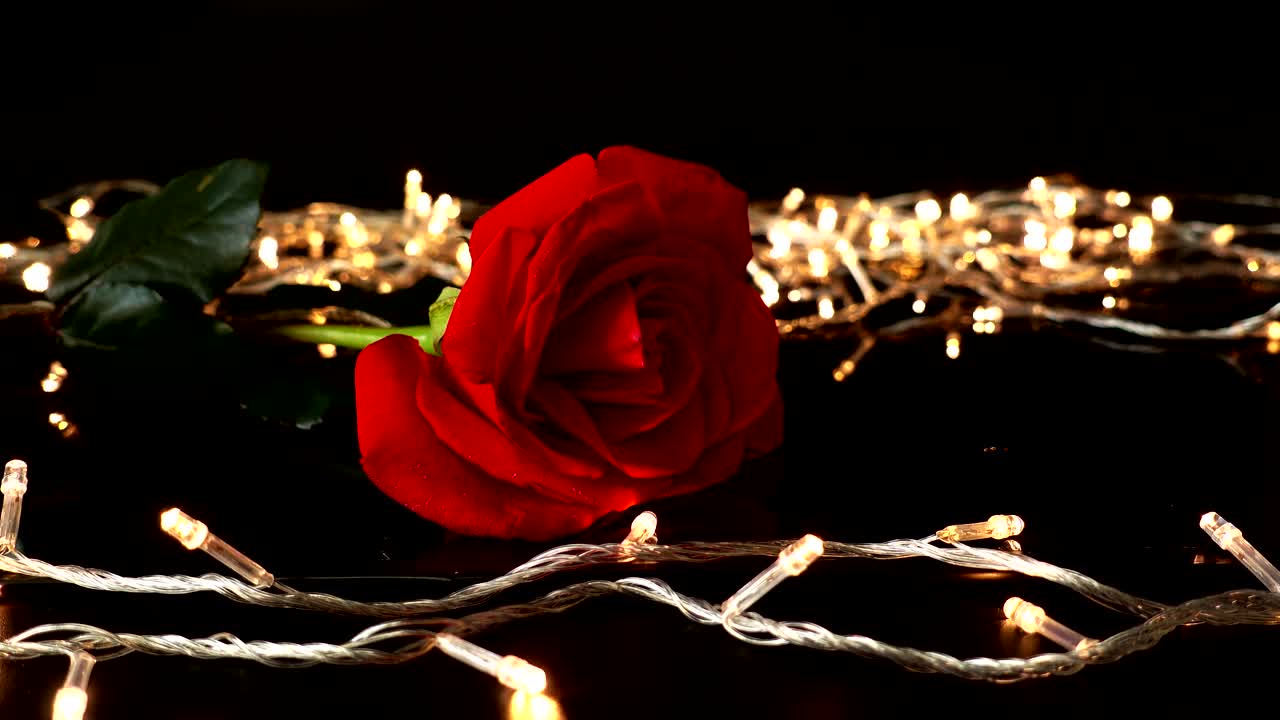 Rose against the background of bright garlands