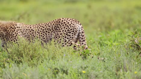 cheetah stalking on hunt in africa with grass savannah scenery in serengeti national park in tanzania, cheetahs walking through the frame on the move on african animals wildlife safari