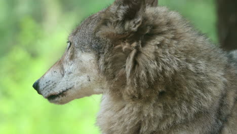 attentive grey wolf looking around in the zoo