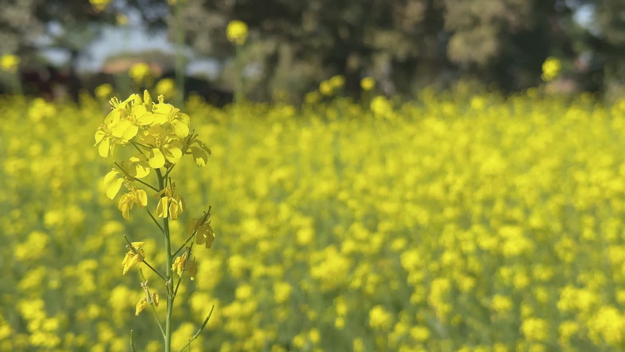 closeup of a mustard flower at the marstard farm ,