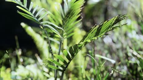 sun shining into tropical forest