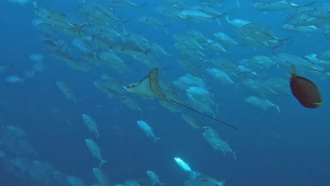 eagle ray and school of jacks under water