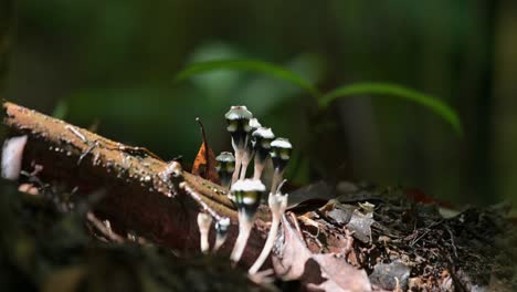 Sunlight-through-the-thick-of-the-forest-reveals-these-plants-growing-during-the-rainy-season,-Thismia-mirabilis,-Thailand