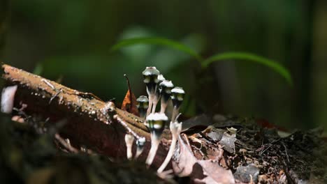 la luz del sol a través de la espesura del bosque revela estas plantas que crecen durante la temporada de lluvias, thismia mirabilis, tailandia