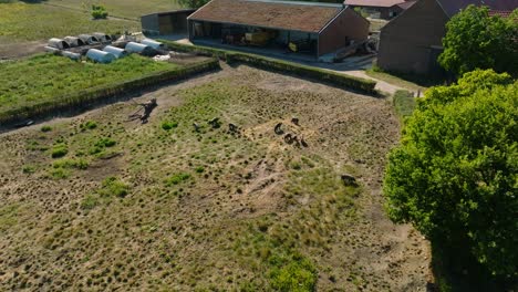 Drohnenaufnahme-Eines-Bauernhofs-Mit-Einem-Feld-Mit-Schweinen-An-Einem-Sonnigen-Tag-Im-Sommer