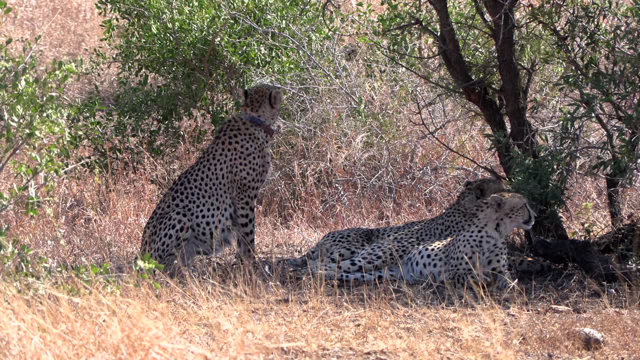 A coalition of three cheetah brothers watches around while resting under the shade of a bush