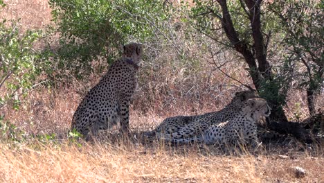 a coalition of three cheetah brothers watches around while resting under the shade of a bush