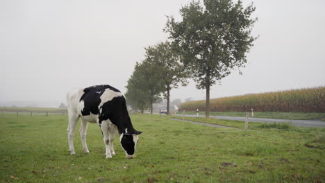 koe op een veld dat gras eet naast een weg en een maïsveld in nedersaksen, duitsland