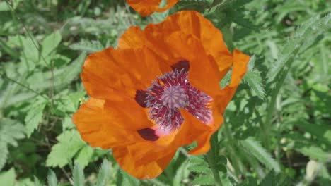 honeybee crawls inside orange poppy flower, searching for nectar