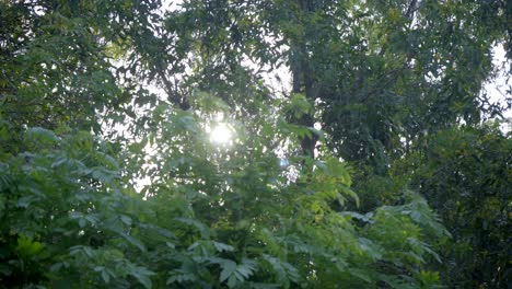 estilo de sol en la cámara a través de la hoja verde