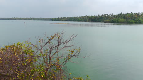 las orillas de los lagos de la mañana con árboles de coco