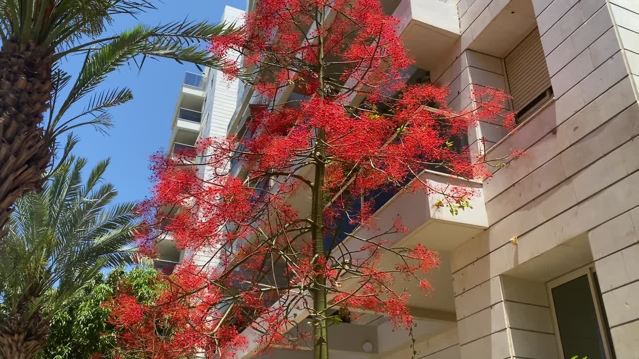 메이플리브드 브라키치톤 (maple-leafed brachychiton) 또는 메이플리프드 스테르쿨리아 (sterculia maple-leaved) 또는 불타는 나무 (brachychiton acerifolius)