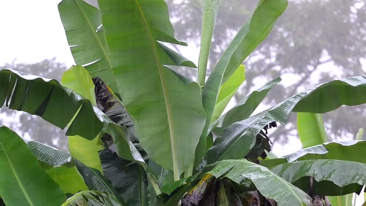 enormes hojas de una palmera de plátano balanceándose en el viento durante las fuertes lluvias del monzón