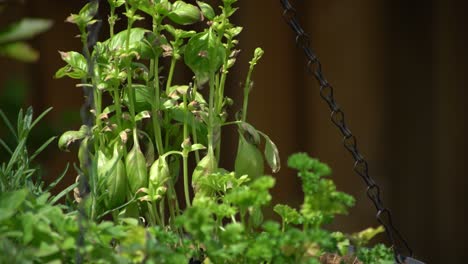 Jardín-Colgante-De-Verduras-De-Hojas-Verdes-Frescas.