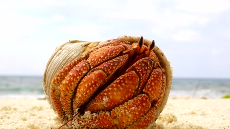 large orange hermit crab comes out of his shell and walks away on an idyllic calm sandy beach in the seychelles