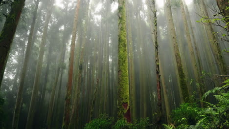 Static-shot-of-misty-forest-trees-surrounded-by-green-lush-vegetation