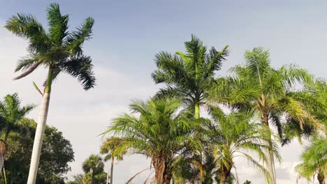 Palmeras-Que-Soplan-En-El-Viento-En-Un-Parque-Junto-Al-Océano-En-La-Costa-Del-Golfo-En-Cape-Coral,-Florida