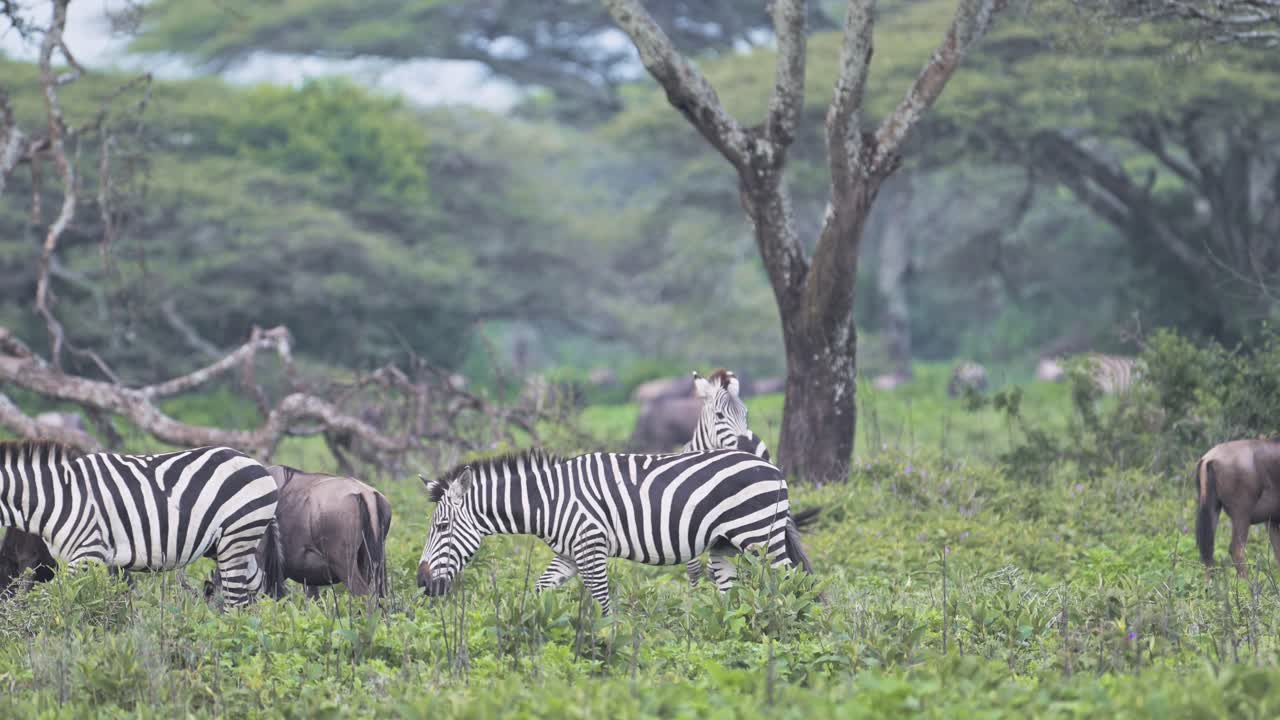Zebre e selvaggi nella savana africana