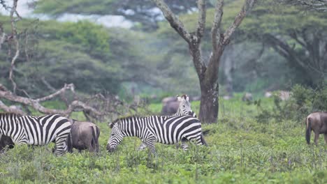 zebras and wildebeests on the african savanna
