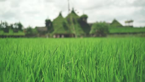 Das-üppig-Grüne-Reisfeld,-Das-Sich-Im-Wind-Mit-Der-La-Collina-Im-Hintergrund-In-Shiga,-Japan,-Wiegt