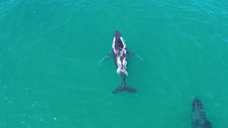 a breathtaking aerial view of a mother whale, her calf, and another whale surfacing in the waters of noosa national park, queensland, showcasing their majestic presence.