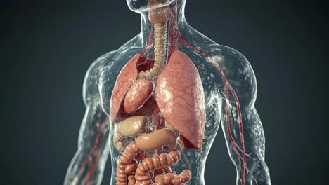 human internal organs