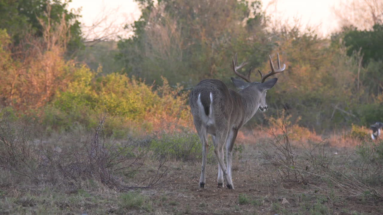 ciervos en la naturaleza