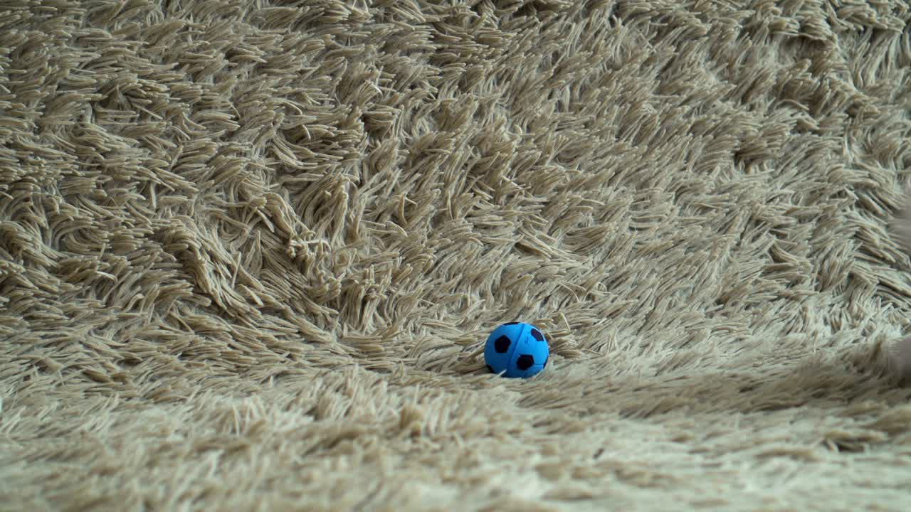 두 마리의 귀여운  새끼 고양이가 축구를 하고 있다