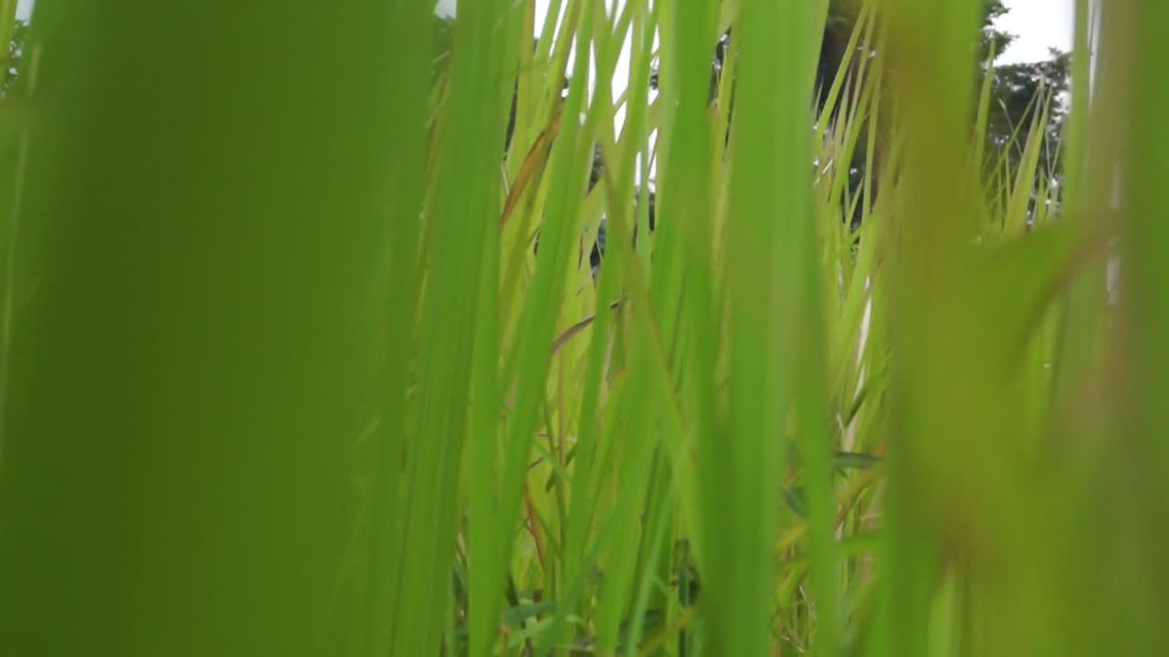 punto de vista de cerca, entre las hierbas verdes