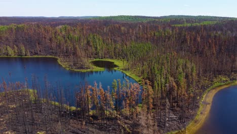 nueva vida creciendo en medio de los árboles secos que rodean el lago