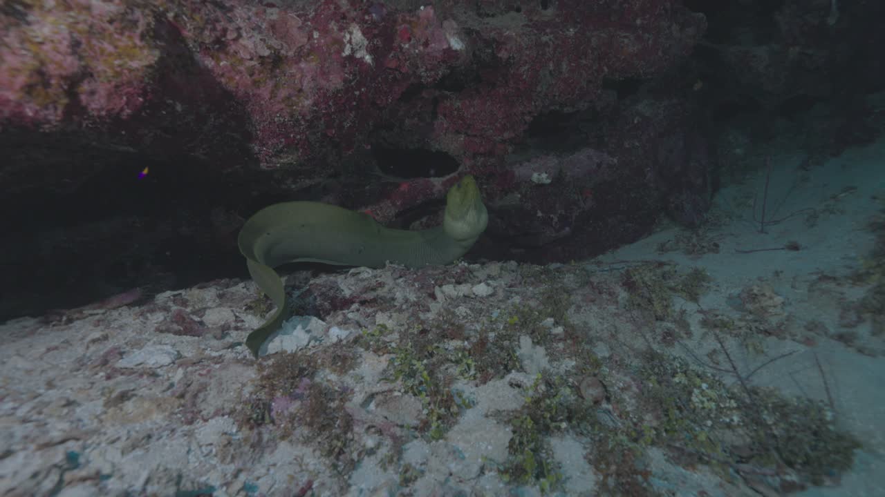 Green Moray Eel Emerging from Coral Reef in 4K 60 FPS