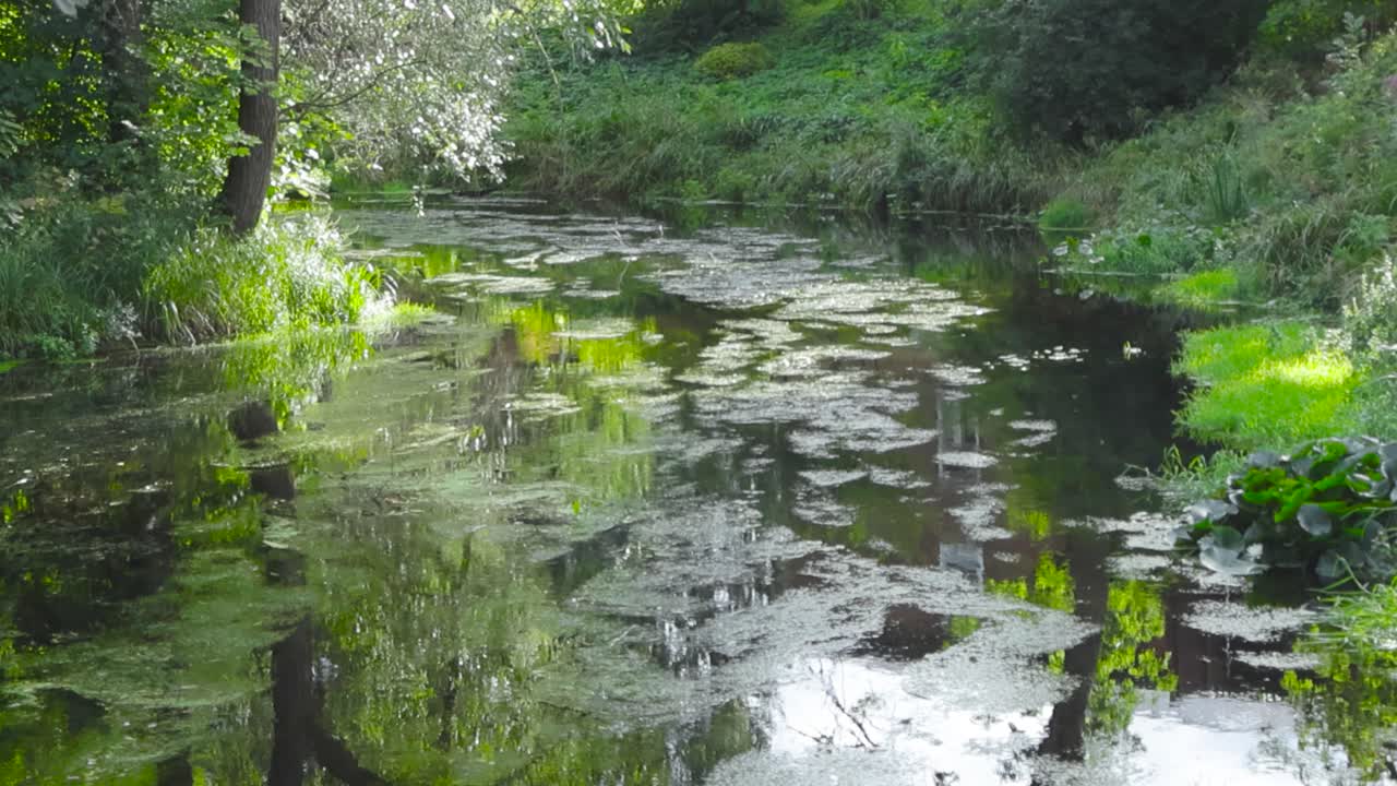 Footage of a rural river filled with green plants during the summer time while the water reflects the sky, forest and plants surrounding it.