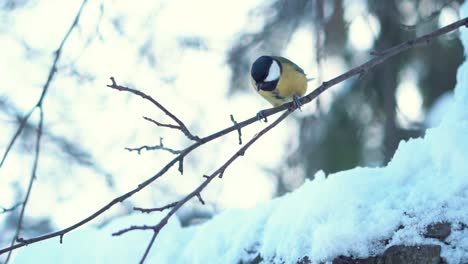 great tit feeding in winter