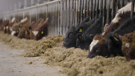 line of beef cattle feeding on hay from indoor pens in cowshed, static