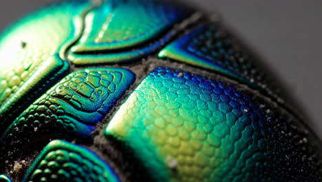 iridescent beetle shell macro