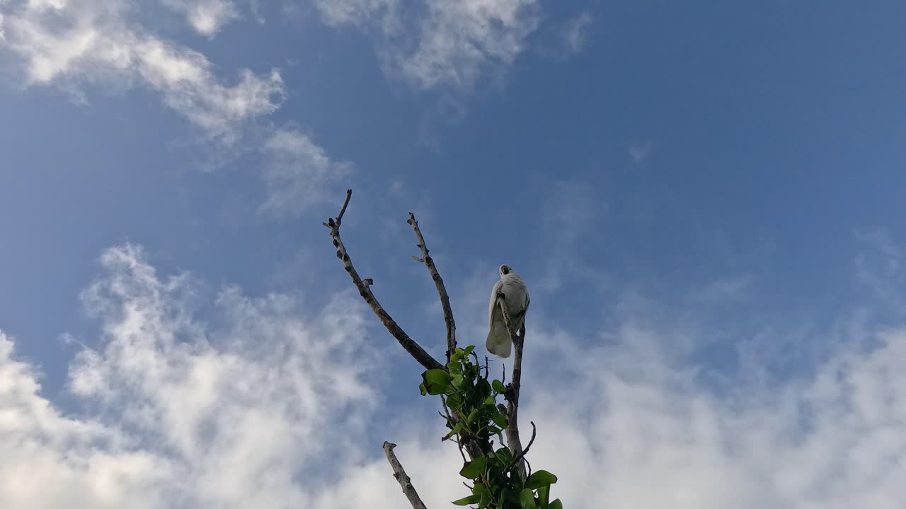 파란 하늘 아래의 가지에 앉아 있는 카카투