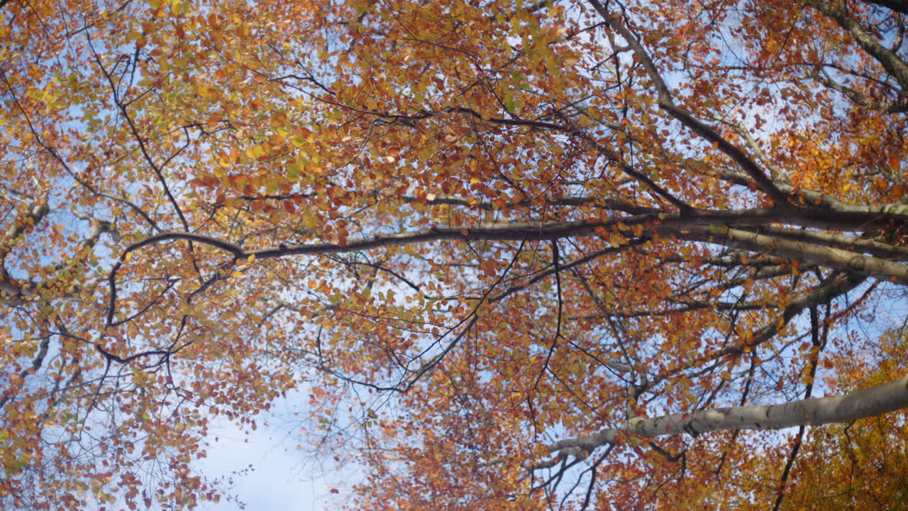 Branches with late-season leaves shift in gentle breeze