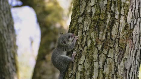 detalle de un pequeño lirón del bosque gris relajándose en el árbol durante el día en el bosque europeo, animal protegido