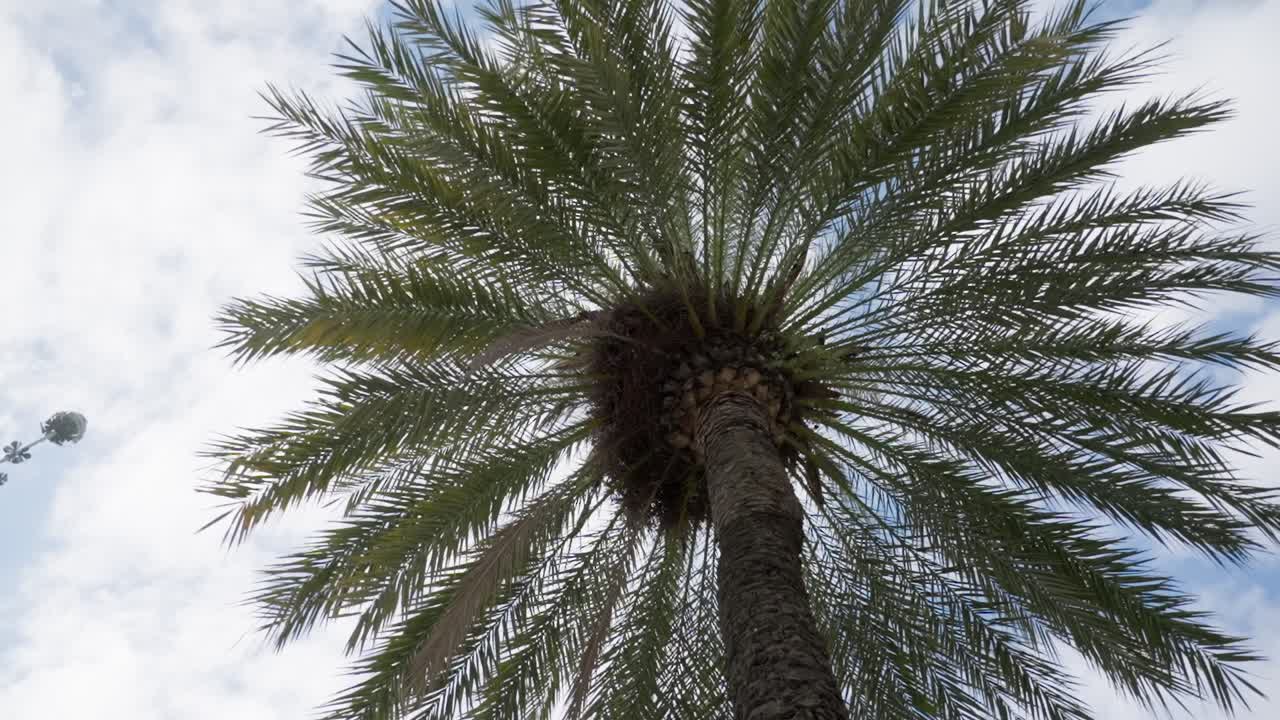 Exotic palm tree top against blue cloudy sky, view from bellow rotate