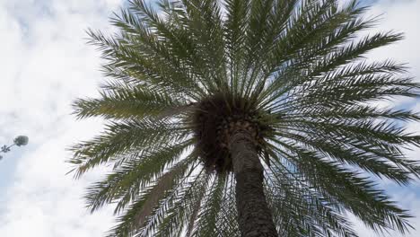 Exotic-palm-tree-top-against-blue-cloudy-sky,-view-from-bellow-rotate