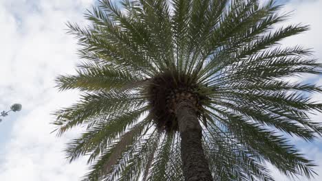 Parte-Superior-De-La-Palmera-Exótica-Contra-El-Cielo-Azul-Nublado,-Vista-Desde-Abajo-Rotar