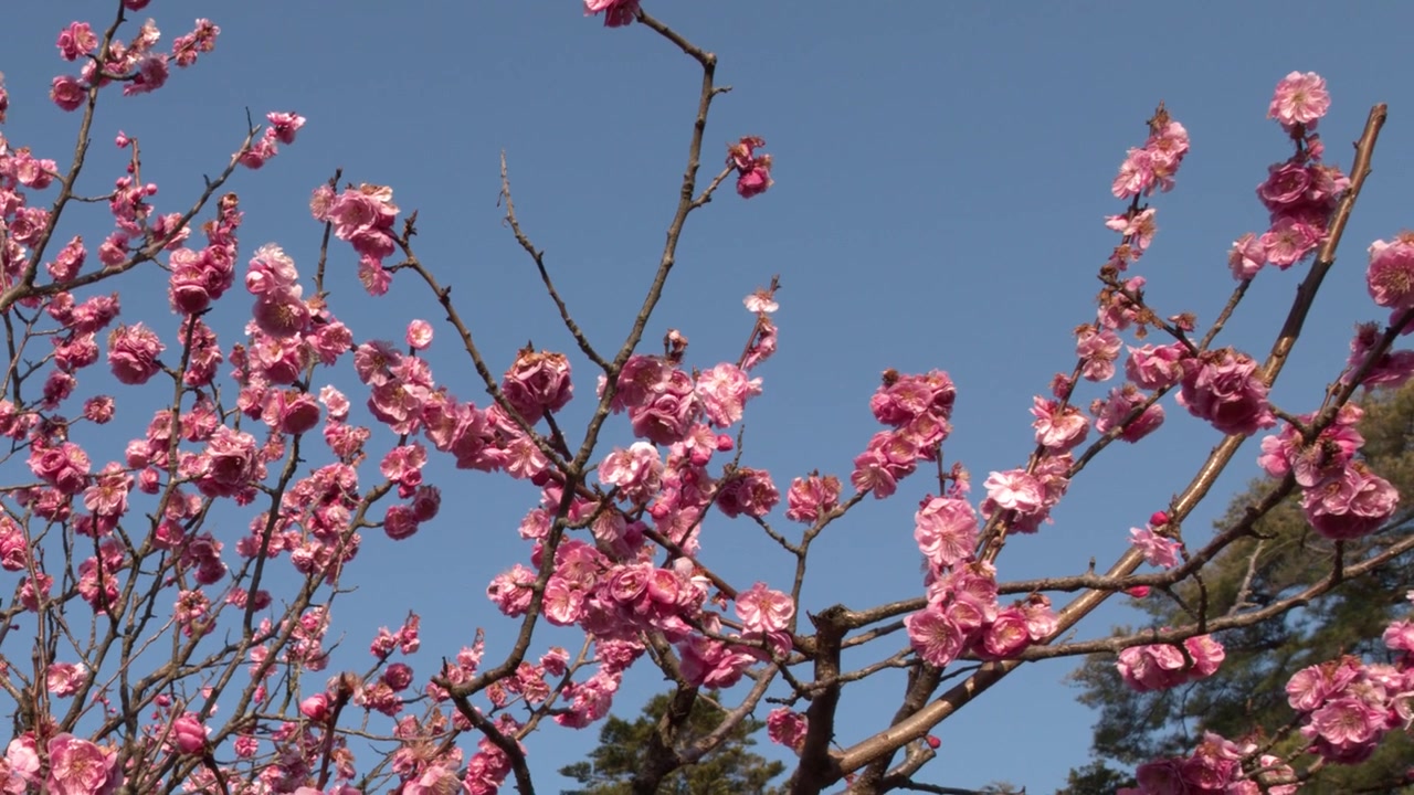 Primo piano di vivaci fiori di pruno rosa sui rami che ondeggiano dolcemente sotto un cielo azzurro brillante.