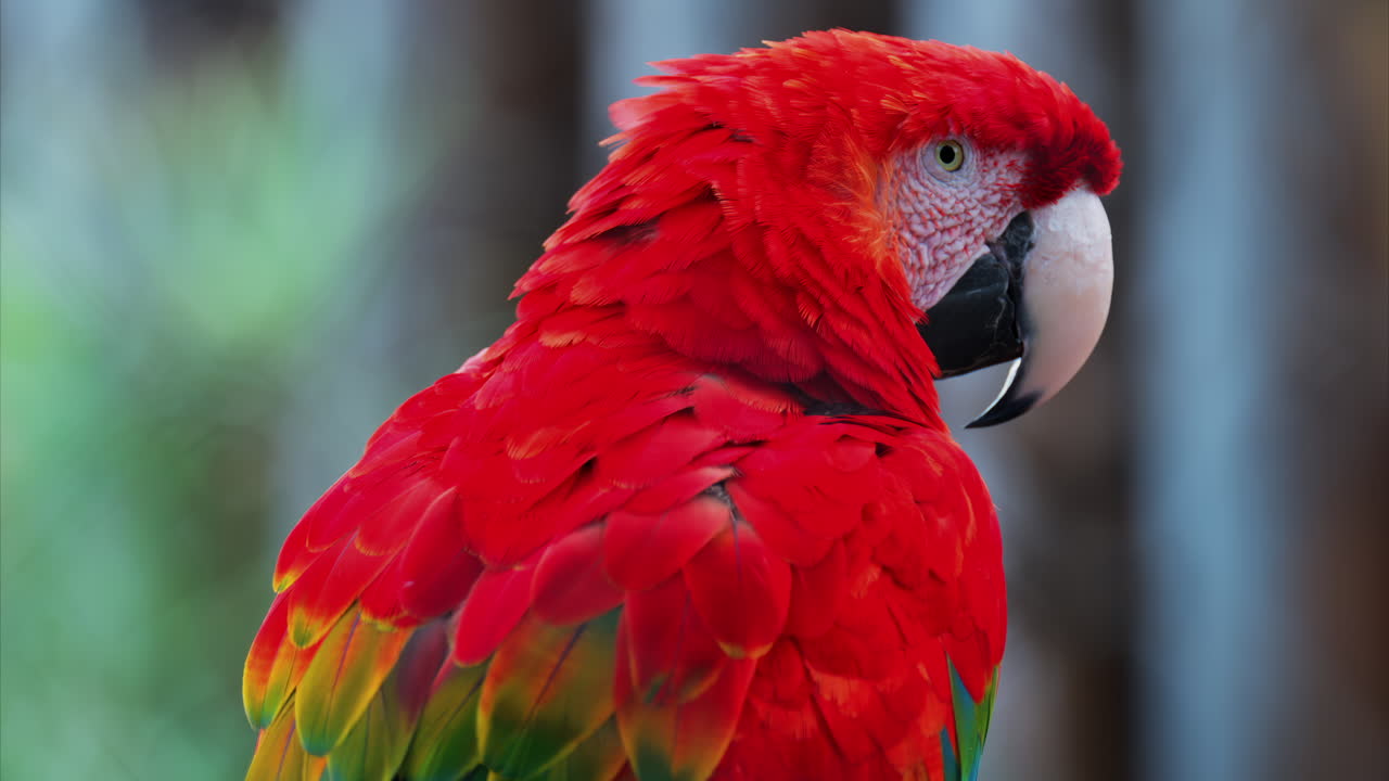 Close up of a red Macaw bird on a blurred background