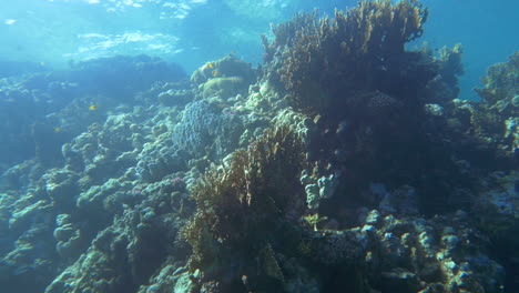 coral reef near the water surface