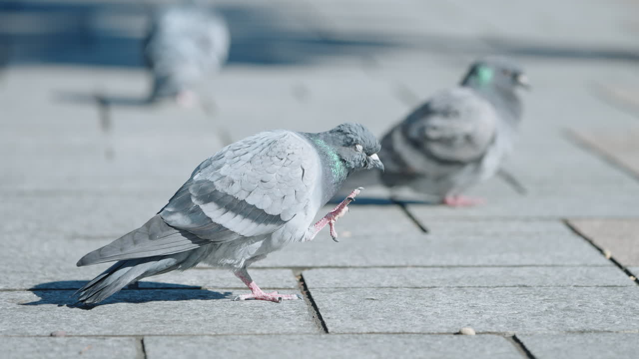 일본 도쿄 시에서 화창한 날 바위 비둘기 무리가 서서 일광욕을 하고 있다