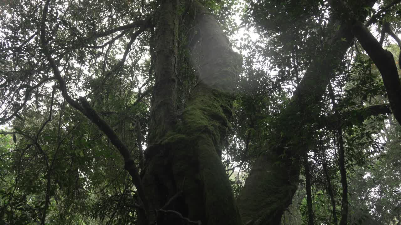 Antarctic Beech tree Springbrook National Park forest, Australia nature
