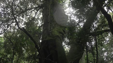 antarctic beech tree springbrook national park forest, australia nature